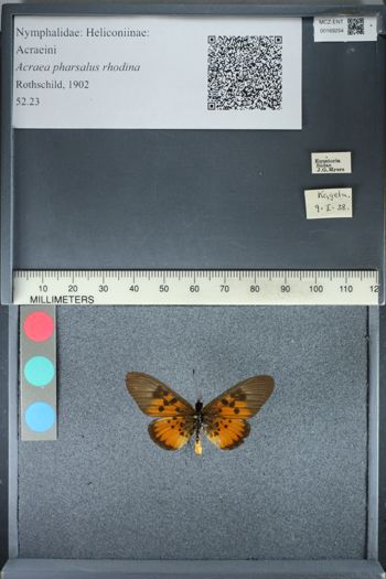 Media type: image;   Entomology 169254